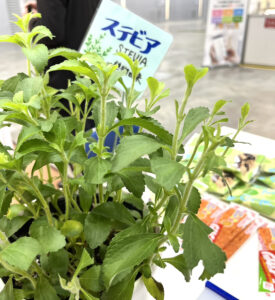 植物由来の甘味料「ステビア」の特徴について | 甘味料開発・選定ナビ