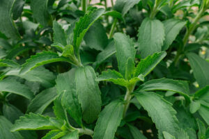 植物由来の甘味料の種類には何がある？一覧表で紹介 | 甘味料開発・選定ナビ