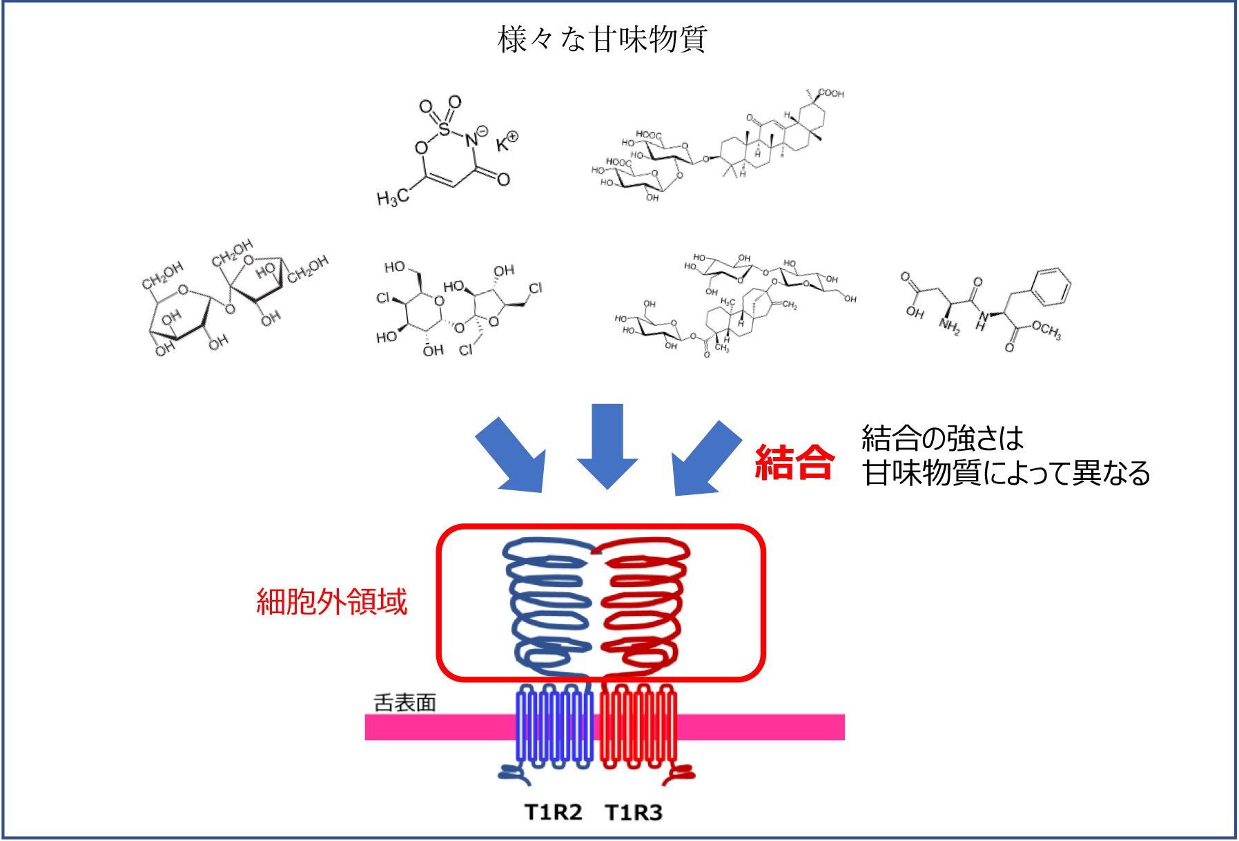 なんで砂糖よりも甘いの?高甘味度甘味料の仕組みを“甘味受容体”から読み解く! | 甘味料開発・選定ナビ なんで砂糖よりも甘いの?高甘味度甘味料の仕組みを“甘味受容体”から読み解く! | 甘味料開発・選定ナビ