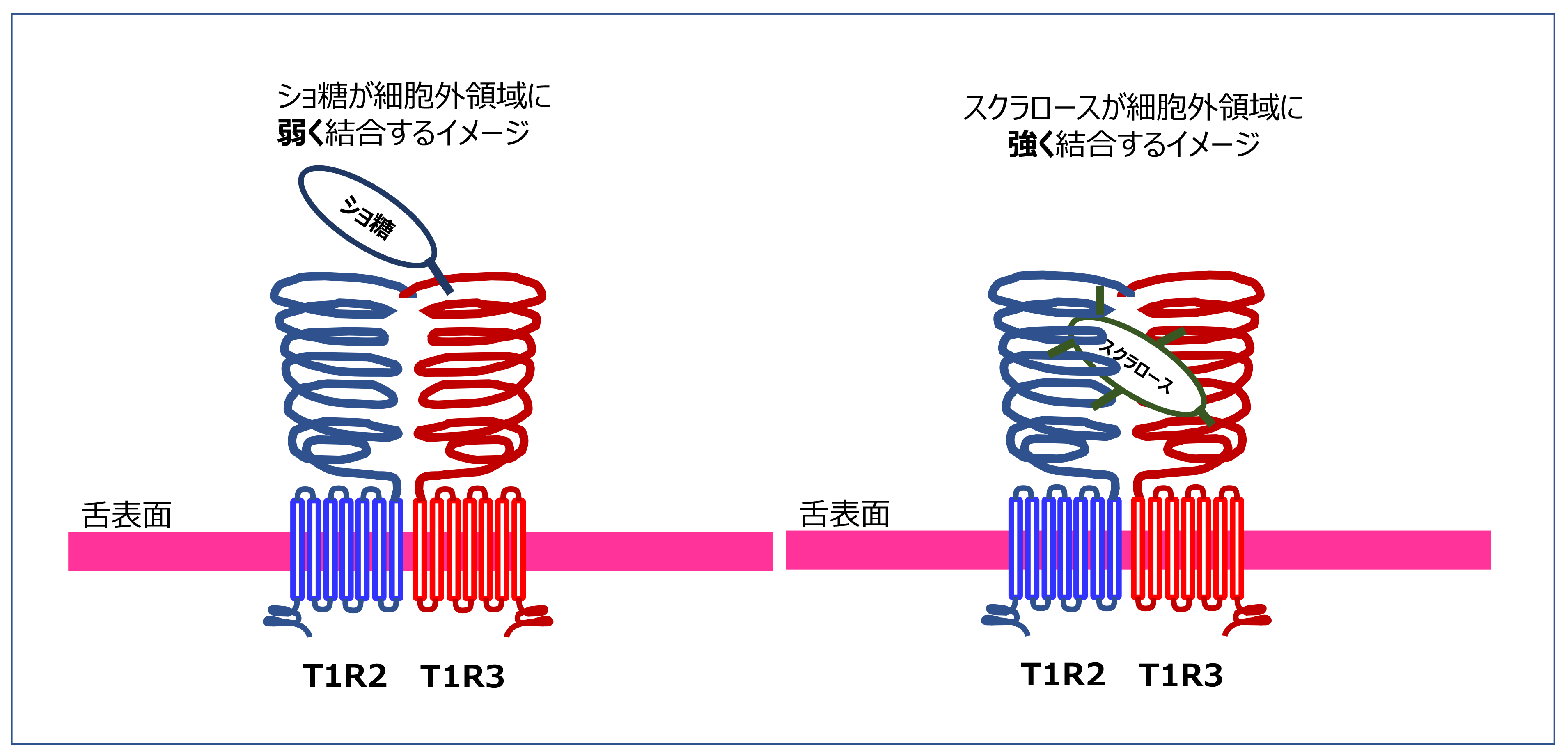 なんで砂糖よりも甘いの?高甘味度甘味料の仕組みを“甘味受容体”から読み解く! | 甘味料開発・選定ナビ なんで砂糖よりも甘いの?高甘味度甘味料の仕組みを“甘味受容体”から読み解く! | 甘味料開発・選定ナビ