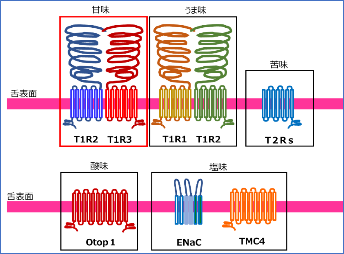 なんで砂糖よりも甘いの?高甘味度甘味料の仕組みを“甘味受容体”から読み解く! | 甘味料開発・選定ナビ なんで砂糖よりも甘いの?高甘味度甘味料の仕組みを“甘味受容体”から読み解く! | 甘味料開発・選定ナビ