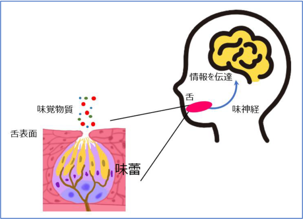 なんで砂糖よりも甘いの?高甘味度甘味料の仕組みを“甘味受容体”から読み解く! | 甘味料開発・選定ナビ なんで砂糖よりも甘いの?高甘味度甘味料の仕組みを“甘味受容体”から読み解く! | 甘味料開発・選定ナビ
