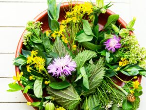 ステビアってどんな“ハーブ”？甘味料として使われるステビアの特徴を徹底解説！ | 甘味料開発・選定ナビ